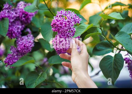 Die Hand einer Frau berührt ein paar blühende Flieder syringa vulgaris-Sensation Stockfoto