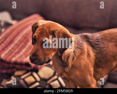 Das ist ein vier Monate alter Boxador Welpe. Es ist eine Mischung aus Labrador Retiever und Boxer. Ziemlich süß, aber ziemlich verspielt Stockfoto