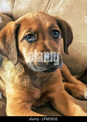 Das ist ein vier Monate alter Boxador Welpe. Es ist eine Mischung aus Labrador Retiever und Boxer. Ziemlich süß, aber ziemlich verspielt Stockfoto