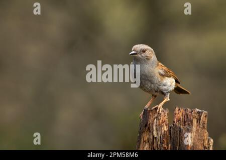 Ein Porträt eines Dunnock, Prunella modularis, auch bekannt als Heckenspatz. Sitzen auf einem Baumstumpf vor einem natürlich verschwommenen Hintergrund mit Kopierbereich Stockfoto