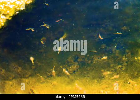 Saline Garnelen Artemia salina in einem hypersalzierten Reservoir (50 ppm) schwimmt kopfüber. Halophile Krebstiere. Südsee Sivash. Nördliches Schwarzes Meer. Artemi Stockfoto