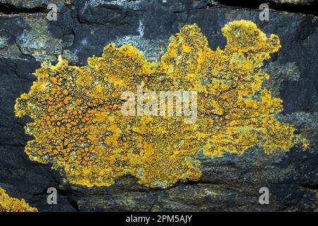 Caloplaca Marina (orangefarbene Seeflechte) ist eine Krustose, eine Placodioide Flechte, die auf Küstenfelsen zu finden ist. Stockfoto