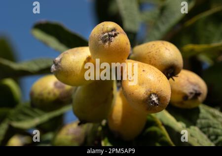 Nahaufnahme von reifer gelber Wobbe, die auf einem Ast eines Baumes in Italien wächst. Der Hintergrund ist blau. Stockfoto