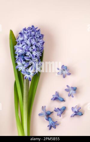 Ein gewöhnlicher Hyazinth mit verstreuten Blüten auf pinkfarbenem Hintergrund Stockfoto