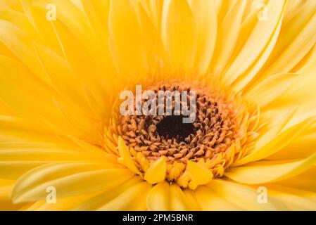 Leuchtend gelbe Gerbera blühende Gänseblümchen isolieren auf weißem Hintergrund Stockfoto