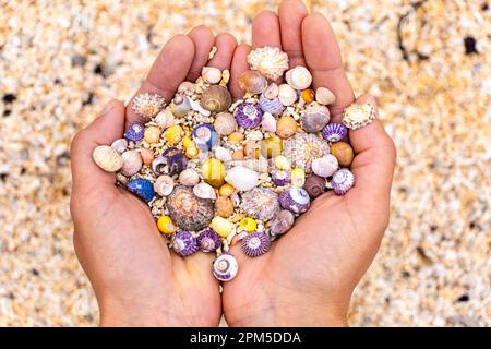 Bunte Muscheln an weiblichen Händen im Coral Strand Galway Stockfoto