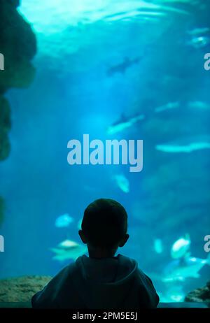 Der Junge beobachtet die Fische im Aquarium. Stockfoto