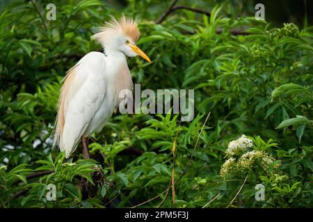 Ein Viehzüchter, hoch oben im Gebüsch Stockfoto