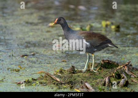 Ein gewöhnliches Gallinule hoch oben auf einer Insel Stockfoto