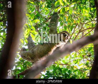 Faultier, das im Dschungel von Costa Rica an einem Ast hängt. Stockfoto