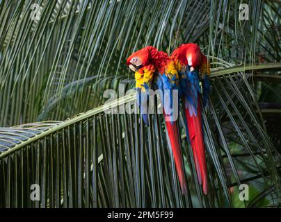 Ein Paar scharlachrote Aras, die auf Palmen in Costa Rica pflücken. Stockfoto