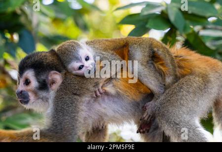 Nahaufnahme des kleinen Eichhörnchenaffen auf dem Rücken seiner Mutter im Dschungel. Stockfoto