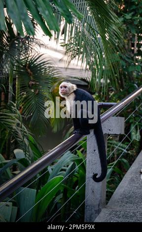Weißer Kapuzineraffe sitzt auf einem Geländer in Costa Rica. Stockfoto
