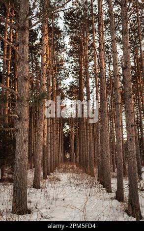 Wald aus linearen Kiefern-/immergrünen Bäumen mit beigefarbenem Gras und Schnee bei Sonnenuntergang Stockfoto