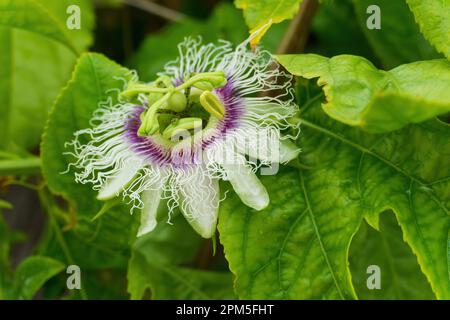 Passionsblume oder Granadilla mit grünen Blättern im Nahhintergrund Stockfoto