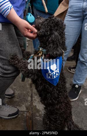 London, UK, 11., Arpil 2023. Hund mit Ich liebe die NHS-Flagge, um den jungen Arzt im Trafalgar Square Proteststreit um die Bezahlung zu unterstützen Stockfoto