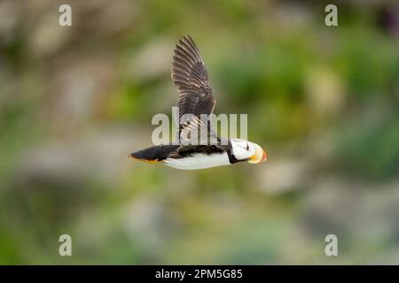 Hornpuffin (Fratercula corniculata) fliegt mit Flügeln nach oben Stockfoto