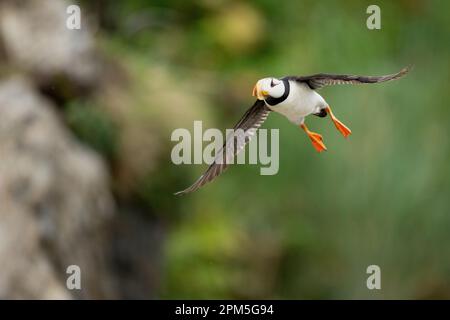 Hornpuffin (Fratercula corniculata) im Flug Stockfoto