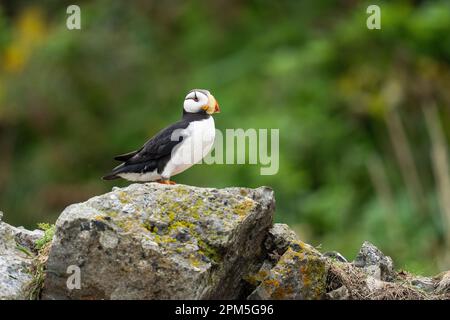 Horned Puffin (Fratercula corniculata), der auf einem Felsen tanzt Stockfoto