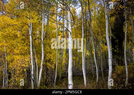 Aspen Grove im Herbst in Breckenridge, Colorado Stockfoto