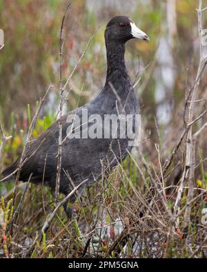 Ein amerikanischer Coot hoch oben im Sumpfgebiet Stockfoto