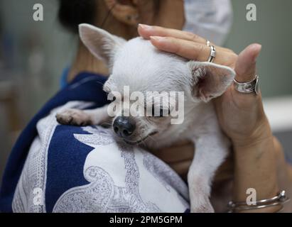 Ein Seitenschuss auf DEN BESITZER trägt chihuahua um den Hals. Konz Stockfoto