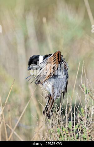 Reed-Bunting-Vorspeise Stockfoto