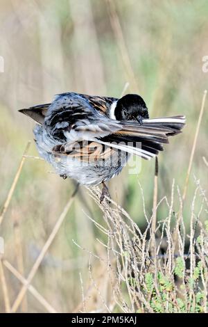 Reed-Bunting-Vorspeise Stockfoto