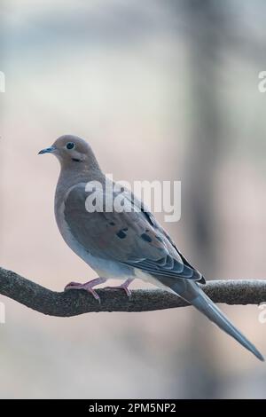 Trauernde Taube, Zenaida macroura, sitzt auf einem Zweig in der Nähe der Fütterungsstation, Brownsburg, Quebec, Kanada Stockfoto