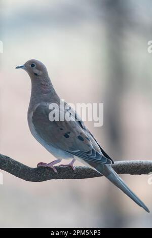 Trauernde Taube, Zenaida macroura, sitzt auf einem Zweig in der Nähe der Fütterungsstation, Brownsburg, Quebec, Kanada Stockfoto