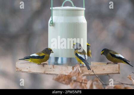 Am Abend Schnabel, Hesperiphona Vespertine, auf Ästen und in der Nähe Vogelfütterung, Brownsburg, Quebec, Kanada Stockfoto