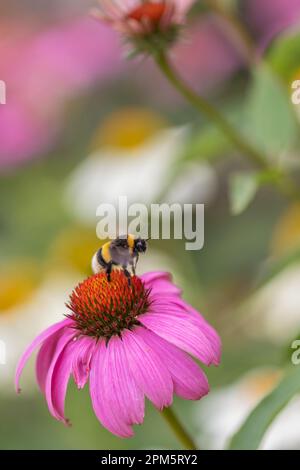 Eine Hummel (bombus), die nach der Pollenernte von einem Coneflower (Echinacea) mit rosa Blütenblättern wegfliegt Stockfoto