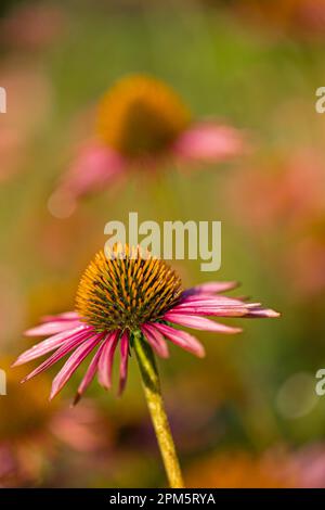 Nahaufnahme von blühenden Coneflowers (Echinacea) mit teilweise verwelkten rosa Blütenblättern vor einem unscharfen Hintergrund (selektiver Fokus vorne) Stockfoto