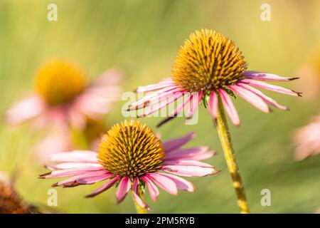 Nahaufnahme von blühenden Coneflowers (Echinacea) mit teilweise verwelkten rosa Blütenblättern vor einem unscharfen Hintergrund (selektiver Fokus vorne) Stockfoto