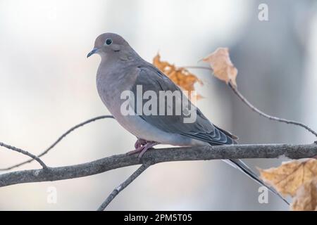 Trauernde Taube, Zenaida macroura, sitzt auf einem Zweig in der Nähe der Fütterungsstation, Brownsburg, Quebec, Kanada Stockfoto