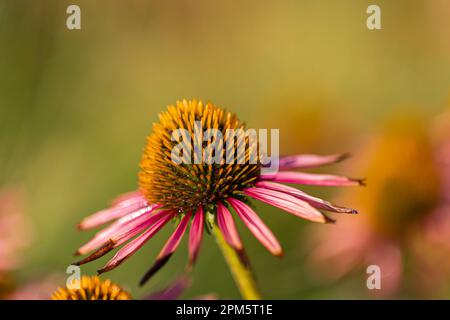 Nahaufnahme eines blühenden Nadelwinkels (Echinacea) mit teilweise verwelkten rosa Blütenblättern vor einem verschwommenen Hintergrund Stockfoto
