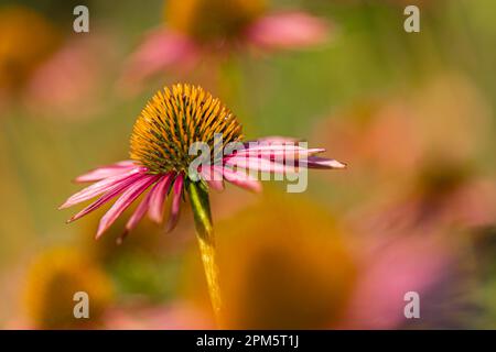 Nahaufnahme eines blühenden Nadelwinkels (Echinacea) mit teilweise verwelkten rosa Blütenblättern vor einem verschwommenen Hintergrund Stockfoto
