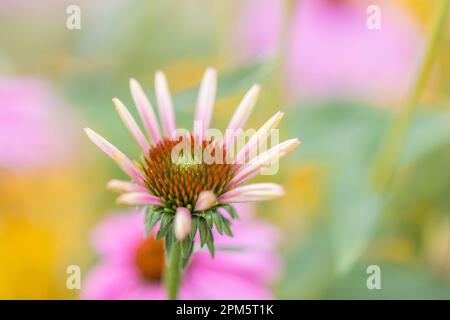 Nahaufnahme eines Coneflower (Echinacea) mit schlanken rosa Blütenblättern vor einem verschwommenen Hintergrund Stockfoto