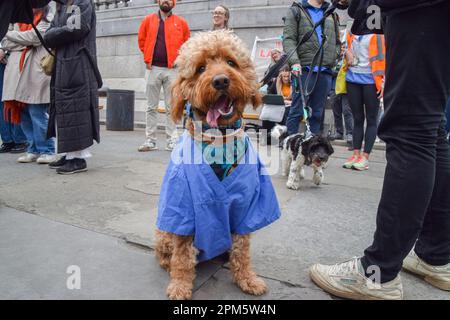 London, Großbritannien. 11. April 2023. Ein Hund, der Arztsachen trägt, nimmt an der Demonstration Teil. Tausende von Ärzten in der Ausbildung inszenierten einen Protest auf dem Trafalgar Square, als sie ihren viertägigen Streik begannen, der die Wiederherstellung des vollen Gehalts verlangte. Kredit: SOPA Images Limited/Alamy Live News Stockfoto