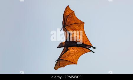 Flying Sunda Fruit bat (Acerodon mackloti) endemisch in Indonesien. Foto von Kalong Island (Palua Koaba), East Nusa Tenggara, Indonesien. Stockfoto