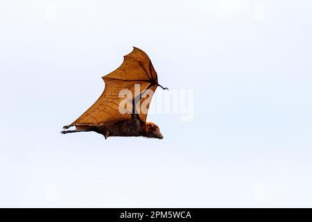 Flying Sunda Fruit bat (Acerodon mackloti) endemisch in Indonesien. Foto von Kalong Island (Palua Koaba), East Nusa Tenggara, Indonesien. Stockfoto