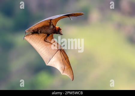 Flying Sunda Fruit bat (Acerodon mackloti) endemisch in Indonesien. Foto von Kalong Island (Palua Koaba), East Nusa Tenggara, Indonesien. Stockfoto