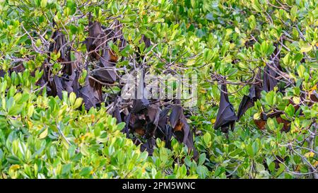 In Indonesien endemisch lebende Fledermäuse der Sunda-Frucht (Acerodon mackloti). Foto von Kalong Island (Palua Koaba), East Nusa Tenggara, Indonesien. Stockfoto