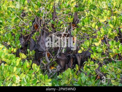 RoostingSunda Fruit Fledermäuse (Acerodon mackloti), endemisch in Indonesien. Foto von Kalong Island (Palua Koaba), East Nusa Tenggara, Indonesien. Stockfoto