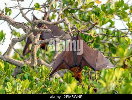 In Indonesien endemisch vorkommende Dornröschen-Fledermaus (Acerodon mackloti). Foto von Kalong Island (Palua Koaba), East Nusa Tenggara, Indonesien. Stockfoto