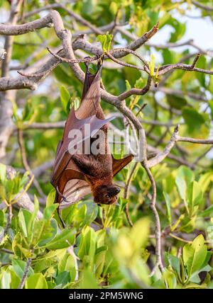 In Indonesien endemisch vorkommende Dornröschen-Fledermaus (Acerodon mackloti). Foto von Kalong Island (Palua Koaba), East Nusa Tenggara, Indonesien. Stockfoto