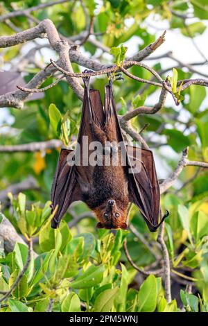 In Indonesien endemisch vorkommende Dornröschen-Fledermaus (Acerodon mackloti). Foto von Kalong Island (Palua Koaba), East Nusa Tenggara, Indonesien. Stockfoto