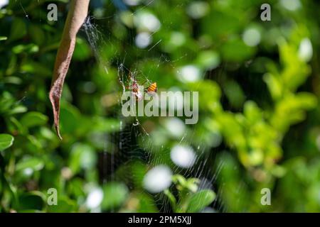 Die Leaf-Curling Spider (Phonognatha graeffei) fängt Beute im Netz in Sydney, New South Wales, Australien. (Foto: Tara Chand Malhotra) Stockfoto