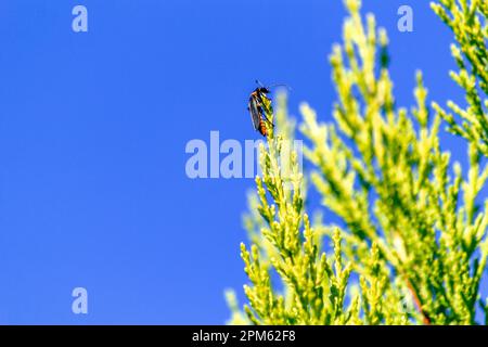 Pest Soldier Beetle (Chauliognathus lugubris) sitzt auf einer Pflanze in Sydney, New South Wales, Australien. Der Pestsoldat Käfer (Familie Cantharida Stockfoto