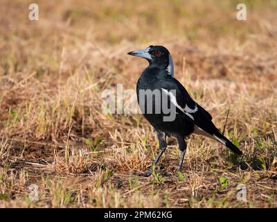 Australische Magpie, Gymnorhina tibicen, Futtersuche auf trockenem braunem Grasfeld mit grünen Trieben im australischen Outback. Stockfoto